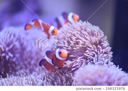 小丑anemonefish和海葵 106325976