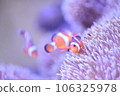 Clown anemonefish and sea anemones Clown anemonefish and sea anemones 106325978