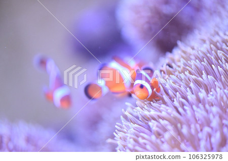 Clown anemonefish and sea anemones Clown anemonefish and sea anemones 106325978