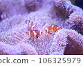 Clown anemonefish and sea anemones Clown anemonefish and sea anemones 106325979