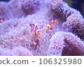 Clown anemonefish and sea anemones Clown anemonefish and sea anemones 106325980