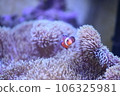 Clown anemonefish and sea anemones Clown anemonefish and sea anemones 106325981