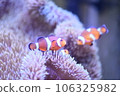 Clown anemonefish and sea anemones Clown anemonefish and sea anemones 106325982