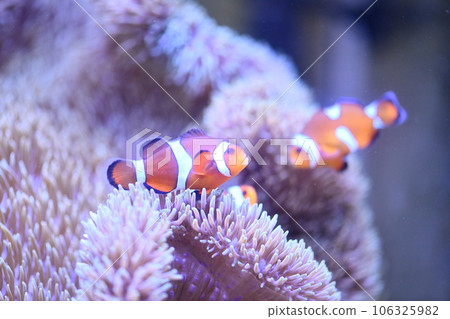 小丑anemonefish和海葵 小丑anemonefish和海葵 106325982