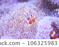 Clown anemonefish and sea anemones Clown anemonefish and sea anemones 106325983