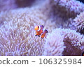 Clown anemonefish and sea anemones Clown anemonefish and sea anemones 106325984