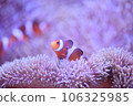 Clown anemonefish and sea anemones Clown anemonefish and sea anemones 106325985