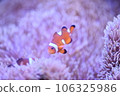 Clown anemonefish and sea anemones Clown anemonefish and sea anemones 106325986