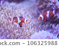 Clown anemonefish and sea anemones Clown anemonefish and sea anemones 106325988