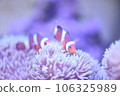 Clown anemonefish and sea anemones Clown anemonefish and sea anemones 106325989