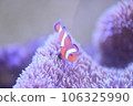Clown anemonefish and sea anemones Clown anemonefish and sea anemones 106325990