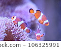 Clown anemonefish and sea anemones Clown anemonefish and sea anemones 106325991