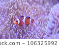 Clown anemonefish and sea anemones Clown anemonefish and sea anemones 106325992