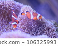 Clown anemonefish and sea anemones Clown anemonefish and sea anemones 106325993