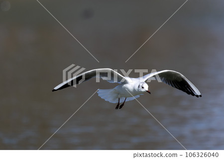 The European Herring Gull, Larus argentatus is a large gull. Here flying in the air. The European Herring Gull, Larus argentatus is a large gull. Here flying in the air. 106326040
