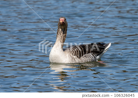 The greylag goose, Anser anser is a species of large goose 106326045