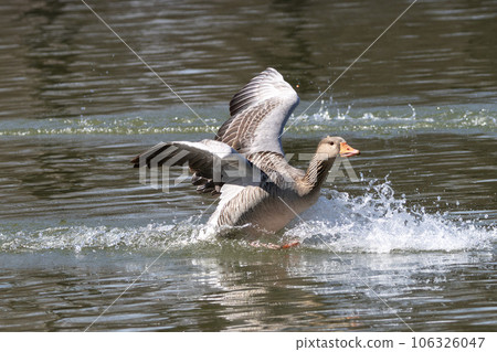 The greylag goose spreading its wings on water. Anser anser is a species of large goose The greylag goose spreading its wings on water. Anser anser is a species of large goose 106326047