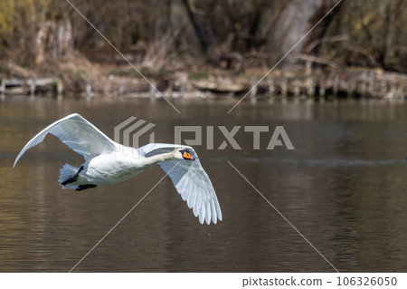Mute swan, Cygnus olor flying over a lake in the English Garden in Munich, Germany 106326050
