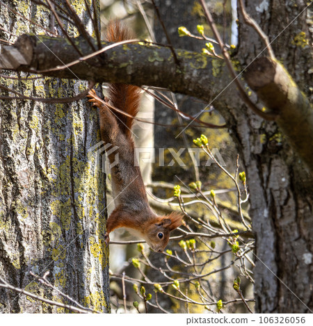 Wild eurasian red squirrel, sciurus vulgaris sitting on a tree. Little fluffy animal Wild eurasian red squirrel, sciurus vulgaris sitting on a tree. Little fluffy animal 106326056
