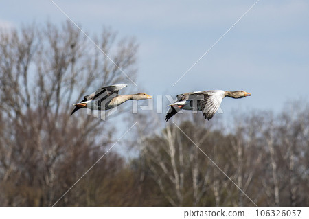 The flying greylag goose, Anser anser is a species of large goose The flying greylag goose, Anser anser is a species of large goose 106326057