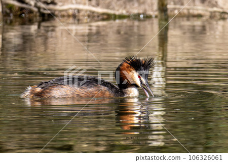 Great Crested Grebe, Podiceps cristatus has caught a fish. 106326061