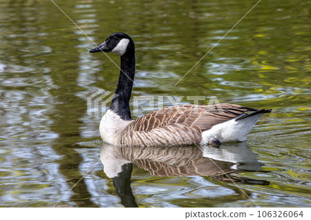 The Canada Goose Branta canadensis at a Lake. Stock Photo 106326064 PIXTA