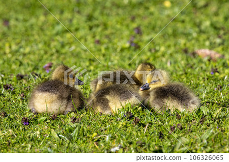 Beautiful yellow fluffy greylag goose baby gosling in spring, Anser anser Beautiful yellow fluffy greylag goose baby gosling in spring, Anser anser 106326065