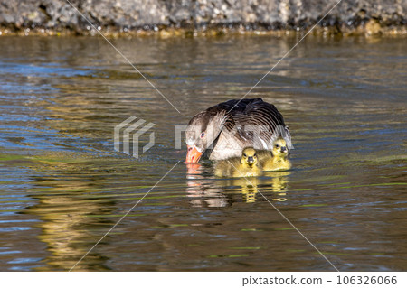 Family of greylag geese, Anser anser with small babies. Family of greylag geese, Anser anser with small babies. 106326066