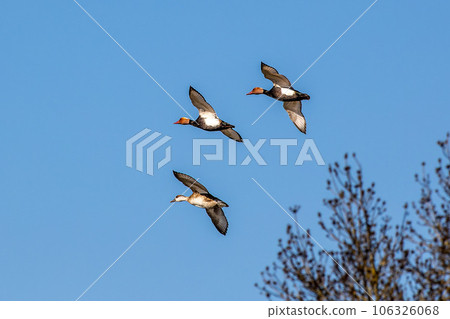Red-crested Pochard, Netta rufina flying over a lake at Munich, Germany Red-crested Pochard, Netta rufina flying over a lake at Munich, Germany 106326068