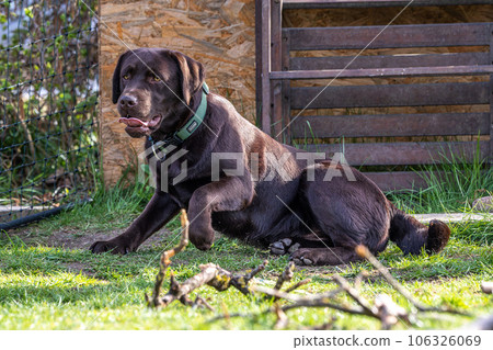 Labrador retriever, Canis lupus familiaris on a grass field. Healthy chocolate brown labrador retriever Labrador retriever, Canis lupus familiaris on a grass field. Healthy chocolate brown labrador retriever 106326069