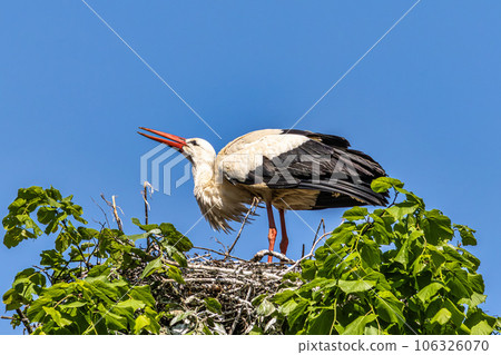 White Stork, Ciconia ciconia on the nest in Oettingen, Swabia, Bavaria, Germany, Europe White Stork, Ciconia ciconia on the nest in Oettingen, Swabia, Bavaria, Germany, Europe 106326070