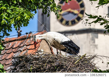European white Stork, Ciconia ciconia with small babies on the nest in Oettingen, Swabia, Bavaria, Germany, Europe European white Stork, Ciconia ciconia with small babies on the nest in Oettingen, Swabia, Bavaria, Germany, Europe 106326071