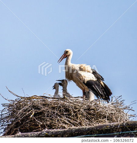 European white Stork, Ciconia ciconia with small babies on the nest in Oettingen, Swabia, Bavaria, Germany, Europe European white Stork, Ciconia ciconia with small babies on the nest in Oettingen, Swabia, Bavaria, Germany, Europe 106326072