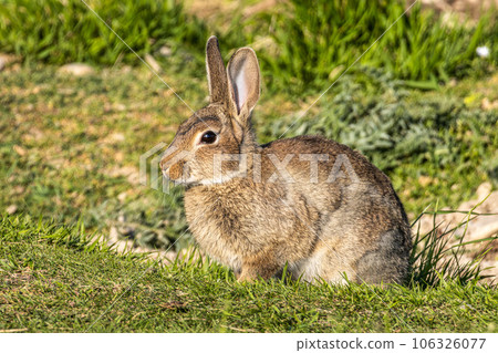 European rabbit, Common rabbit, Oryctolagus cuniculus sitting on a meadow at Munich 106326077