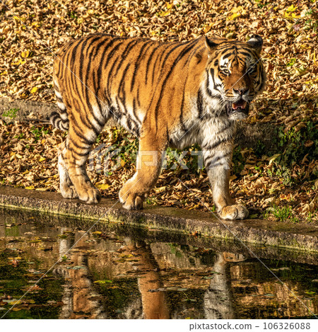 The Siberian tiger,Panthera tigris altaica in the zoo The Siberian tiger,Panthera tigris altaica in the zoo 106326088