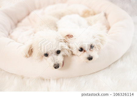 玩具貴賓犬和 Maltipoo 小狗在床上 玩具貴賓犬和 Maltipoo 小狗在床上 106326114