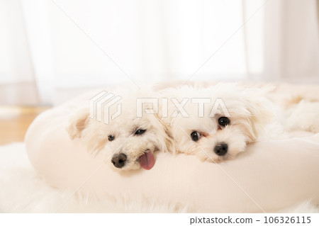 玩具貴賓犬和 Maltipoo 小狗睡在床上 106326115