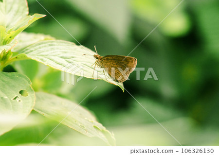 beautiful butterfly on green leaf 106326130