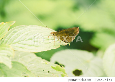 Hesperiinae butterflies rely on sunlight on leaves 106326134