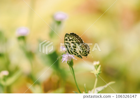 butterfly on flower butterfly on flower 106326147