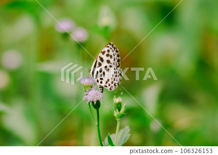beautiful butterfly on flower beautiful butterfly on flower 106326153