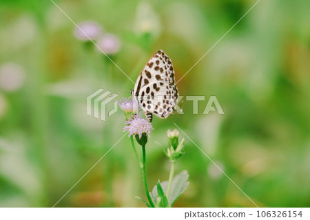 butterfly on flower 106326154