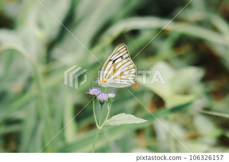 Striped Albatross is characterized by different white stripes, lower wings, white wing surfaces, black wing lines. The female has a faint orange color at the base of the wing 106326157