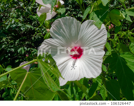 Flowering of Hibiscus genus Malvaceae Flowering of Hibiscus genus Malvaceae 106326447