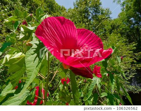 Flowering of Hibiscus genus Malvaceae 106326562