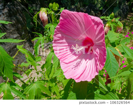 Flowering of Hibiscus genus Malvaceae Flowering of Hibiscus genus Malvaceae 106326564