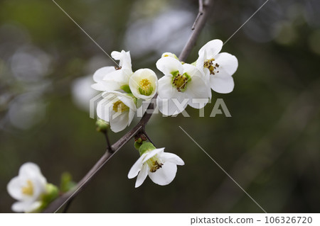 Close up White flowers of Japanese Quince. Floral spring background, selective focus 106326720