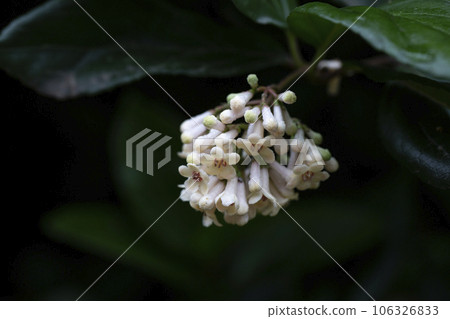Viburnum suspensum clusters of small white flowers on a branch, selective focus. Spring flower background 106326833