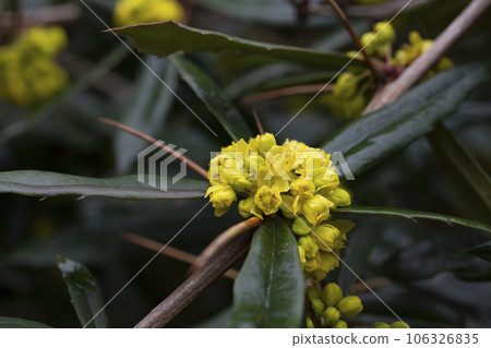 Japanese barberry. Yellow flowers. Berberis thunbergii. Flowering of Thunberg's barberry. Japanese or red barberry yellow flowers in spring. 106326835