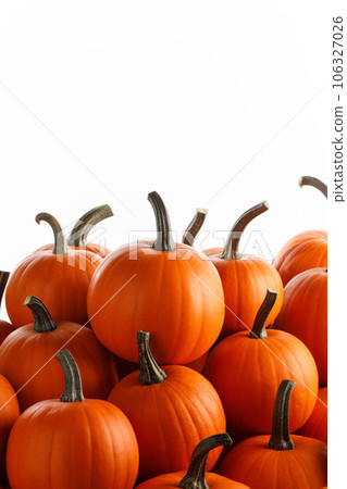 Many orange pumpkins on white 106327026